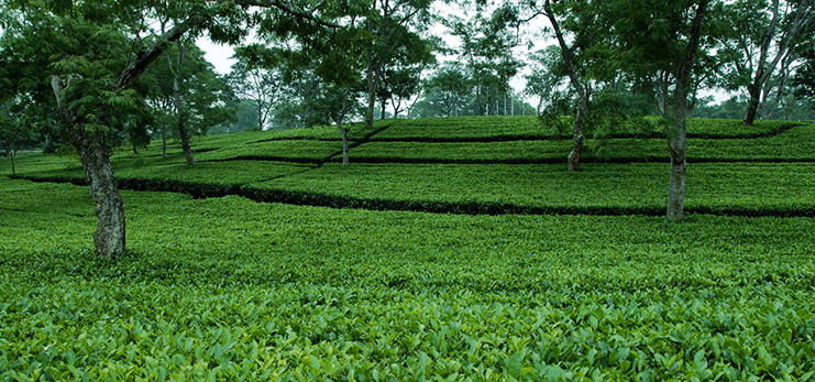 Sri Lanka Tea